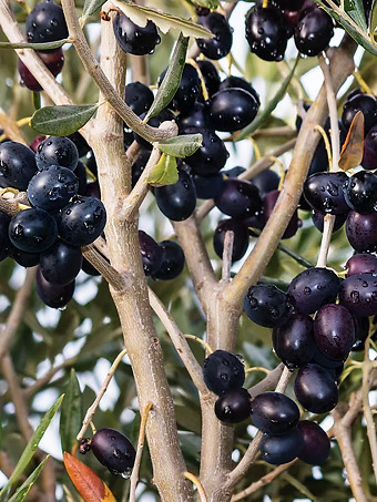 Black Olive Tree