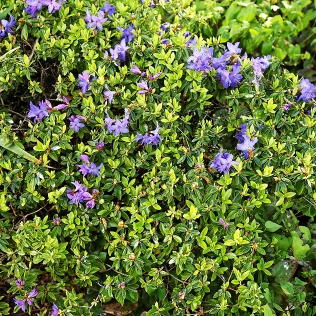 Blue Bird Rhododendron For Sale Online | The Tree Center