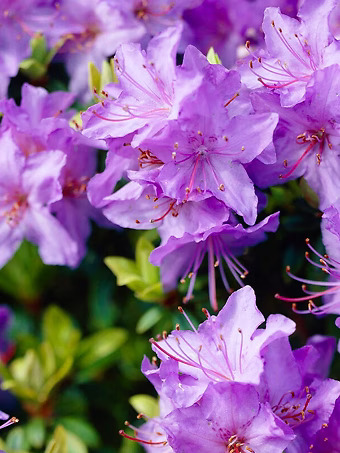 Blue Bird Rhododendron