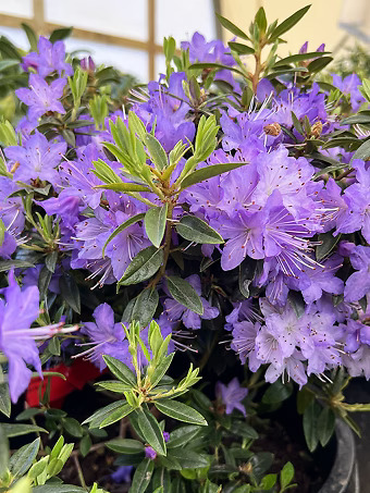 Bluette Rhododendron