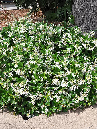 Confederate Jasmine