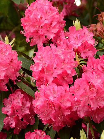 Cynthia Rhododendron