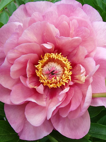 Double Bubble Pink™ Itoh Peony
