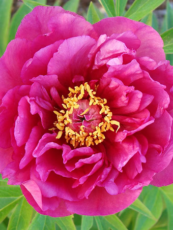 Evie Jane™ Itoh Peony