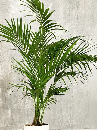 Hawaiian Kentia Palm