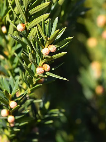 Hill's Yew