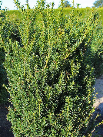 Hill's Yew