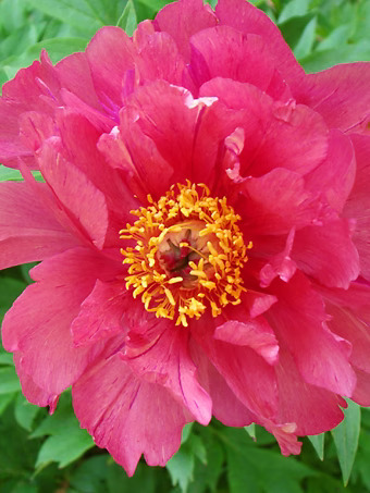 Hot Tamale™ Itoh Peony