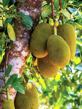 Jackfruit Tree