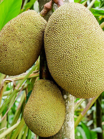 Jackfruit Tree