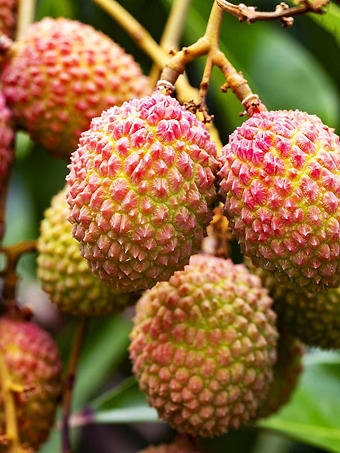 Mauritius Lychee Plant