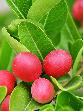Miracle Berry Plant