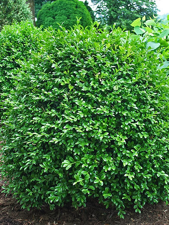 NewGen Independence® Boxwood