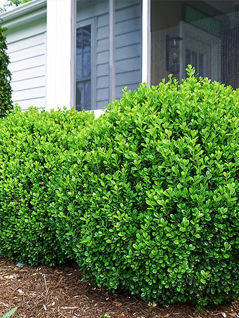 NewGen Freedom® Boxwood
