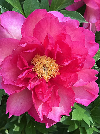 Noa Jolie™ Itoh Peony