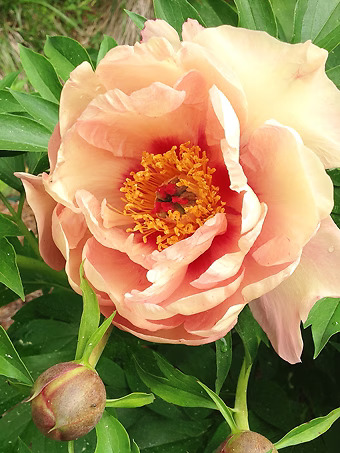 Peach-A-Licious™ Itoh Peony