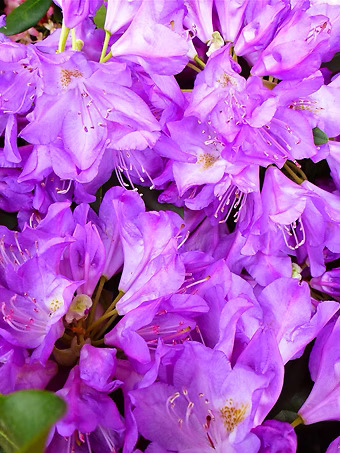 Purpureum Elegans Rhododendron