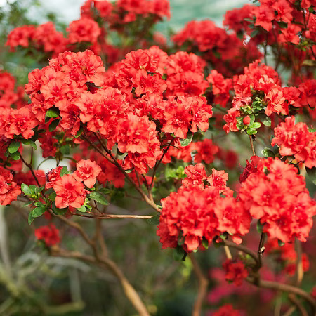 Red Rhododendron For Sale | The Tree Center