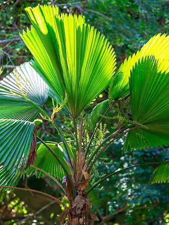 Ruffled Fan Palm