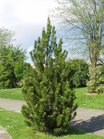 Satellite Bosnian Pine
