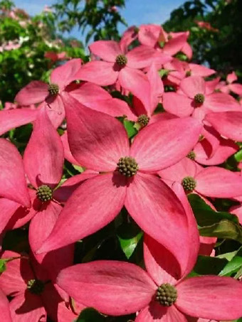 Scarlet Fire® Dogwood