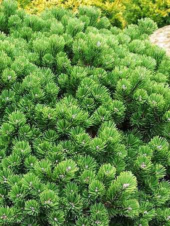 Sherwood Compact Mugo Pine