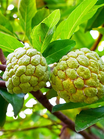 Sugar Apple (Sweetsop) Tree