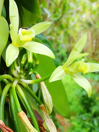 Vanilla Bean Plant