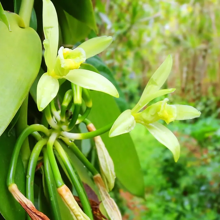Vanilla Bean Plants For Sale Online | The Tree Center