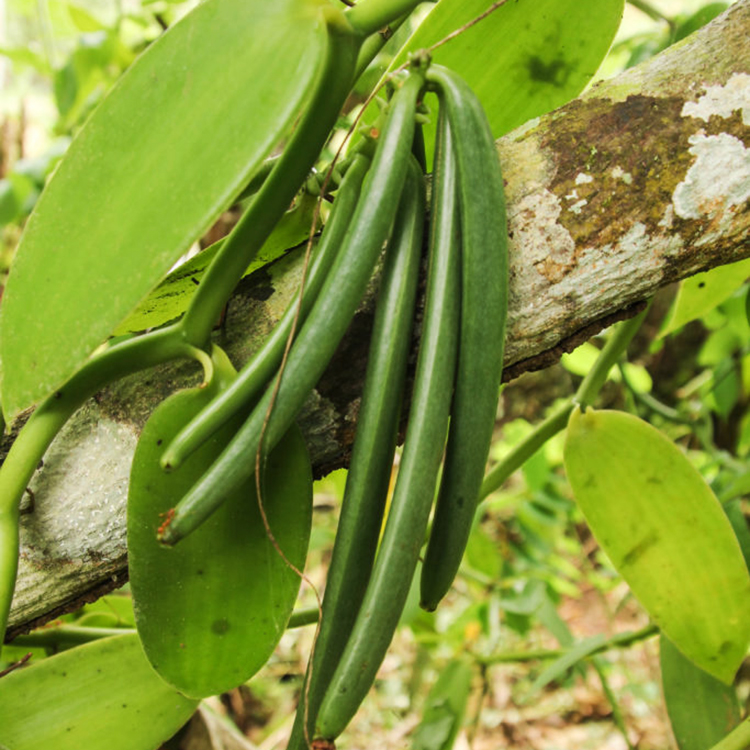Vanilla Bean Plants For Sale Online | The Tree Center