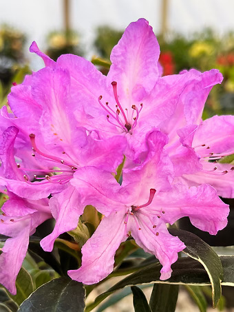 Variegated Ponticum Rhododendron