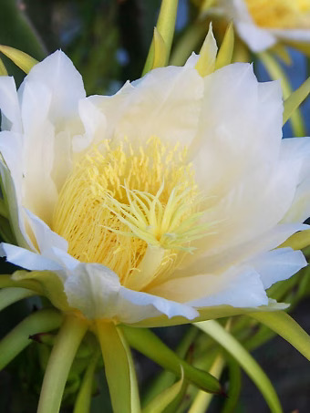 White Dragon Fruit Plant