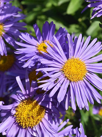 Wood’s Light Blue Aster