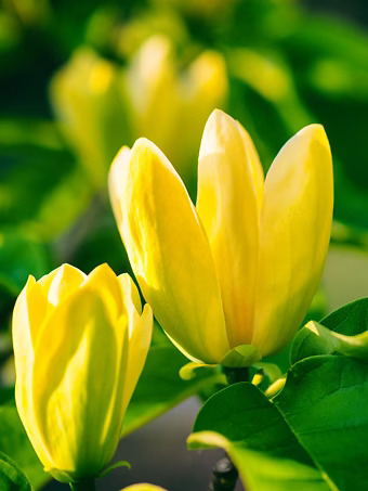 Yellow Bird Magnolia