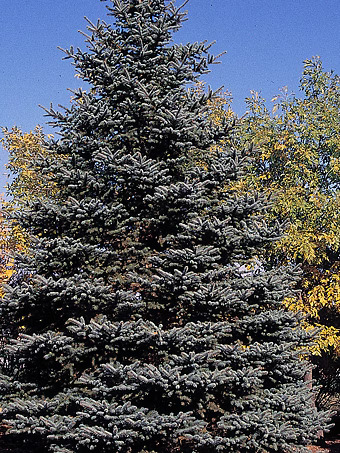 Christmas Blue Spruce
