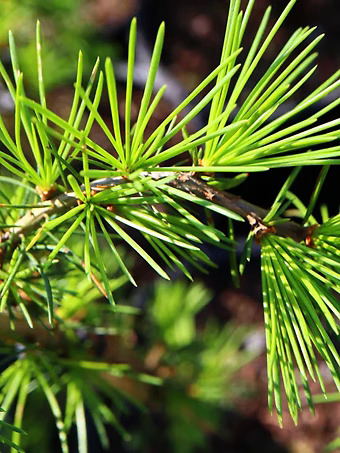 Emerald Falls Deodar Cedar