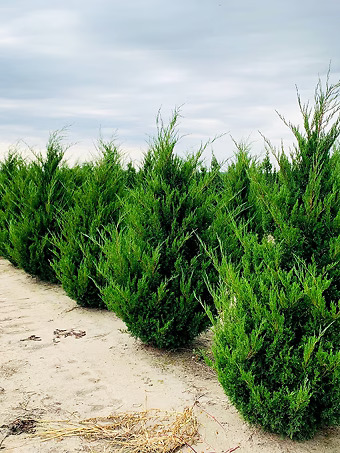 Hillspire Eastern Red Cedar