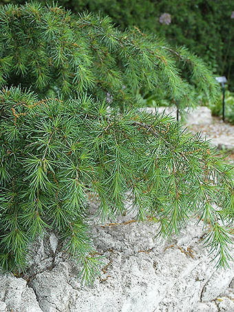 Sargent's Dwarf Lebanon Cedar