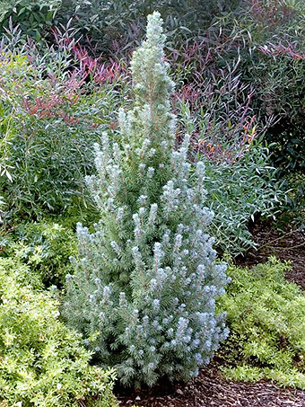 Sester's Dwarf Blue Spruce
