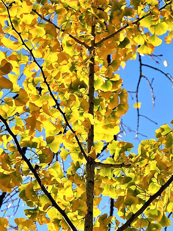 Sky Tower Ginkgo Tree