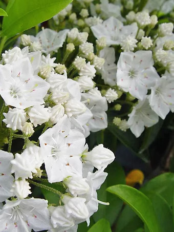 Snowdrift Mountain Laurel