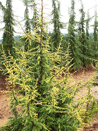 Upright Silver Atlas Cedar