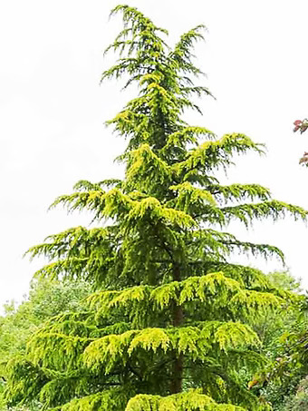 Wells Golden Deodar Cedar