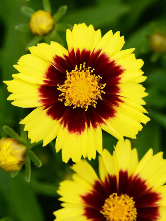 Uptick™ Yellow and Red Coreopsis