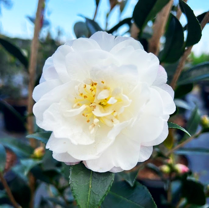 Autumn Rocket Camellia