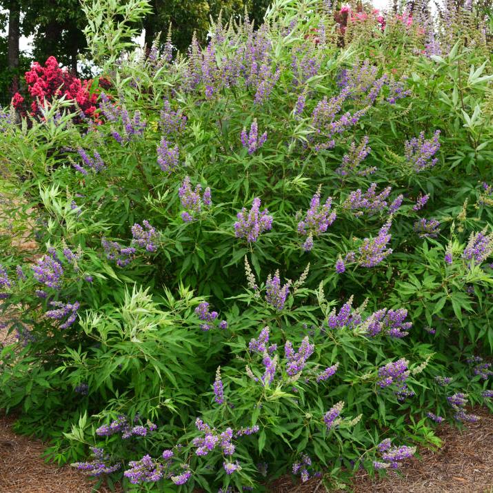 Delta Blues™ Chaste Tree For Sale Online | The Tree Center