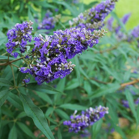 Delta Blues™ Chaste Tree For Sale Online | The Tree Center