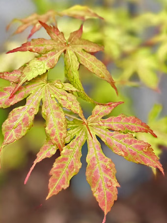 First Ghost Japanese Maple