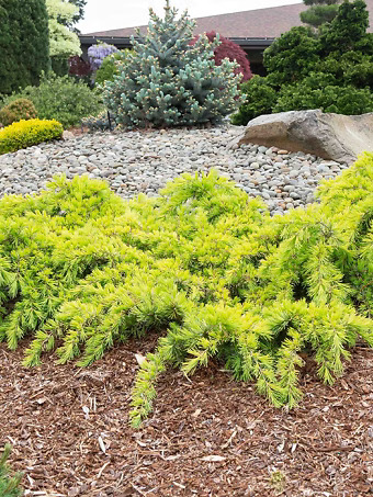 Gold Cascade Deodar Cedar