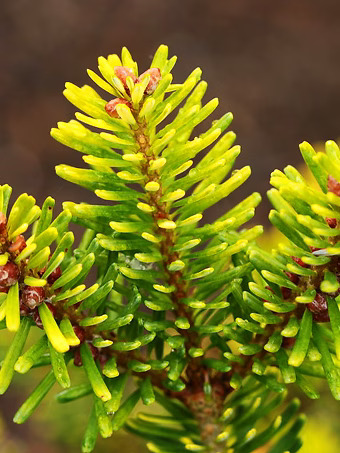 Golden Dream Korean Fir